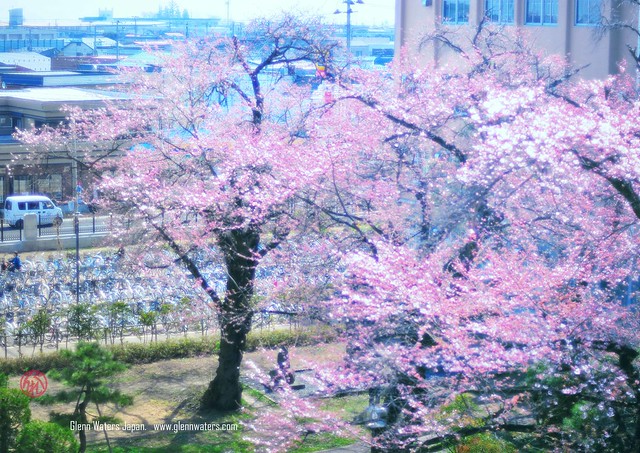 Japan University Cherry Blossoms.  Over 9,000 visits to this photo.  Thank you. © Glenn Waters