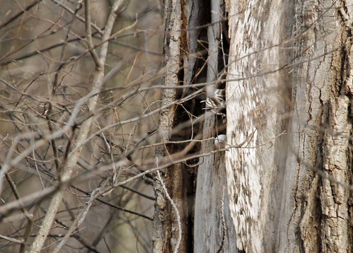 nesting site | by starc283