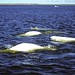 Flickr photo 'Beluga whales - Churchill Canada_20010002-1' by: fveronesi1.