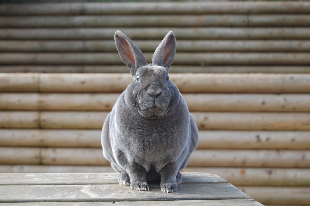 archie blue rex buck | ollie0362 | Flickr