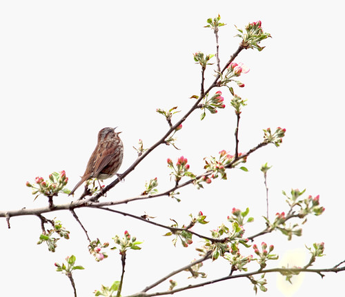 Springtime Serenade by Peggy Collins