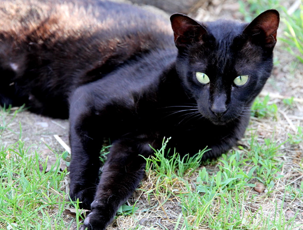 F4 Melanistic Savannah cat