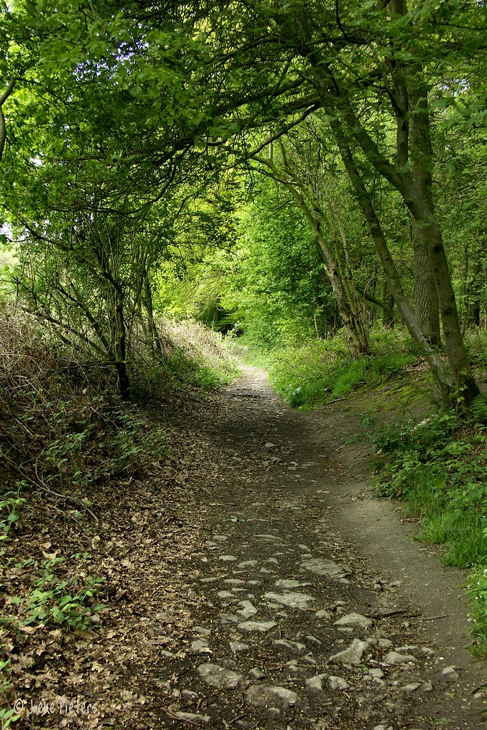 Another nice path.... by joeke pieters