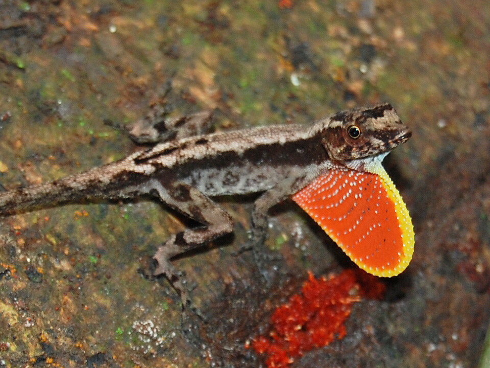 Anole Lizard Costa Rica Pug Nosed Anole Lizard (Norops Capito)