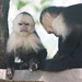 Best Investment Property - Capuchin monkey