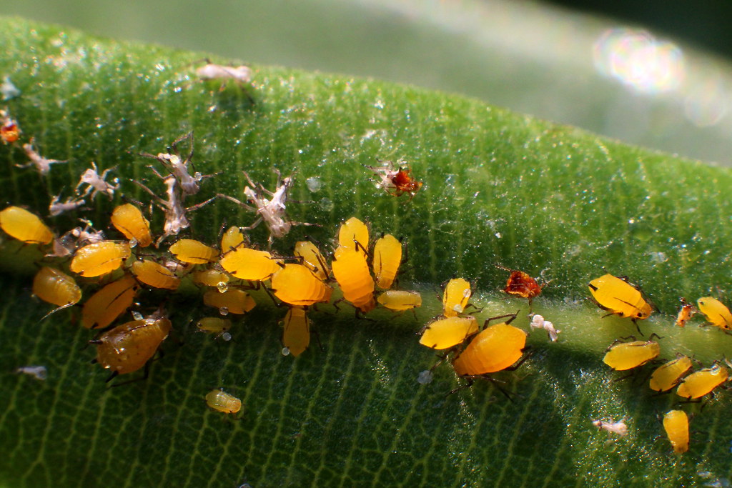 Pucerelles Insectes pucerons... | Philippe Moreau | Flickr