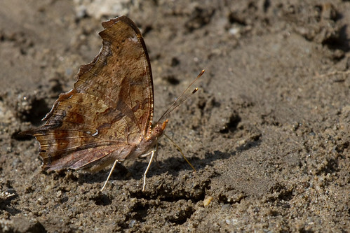 Question Mark, Polygonia interrogationis | by d_robichaud