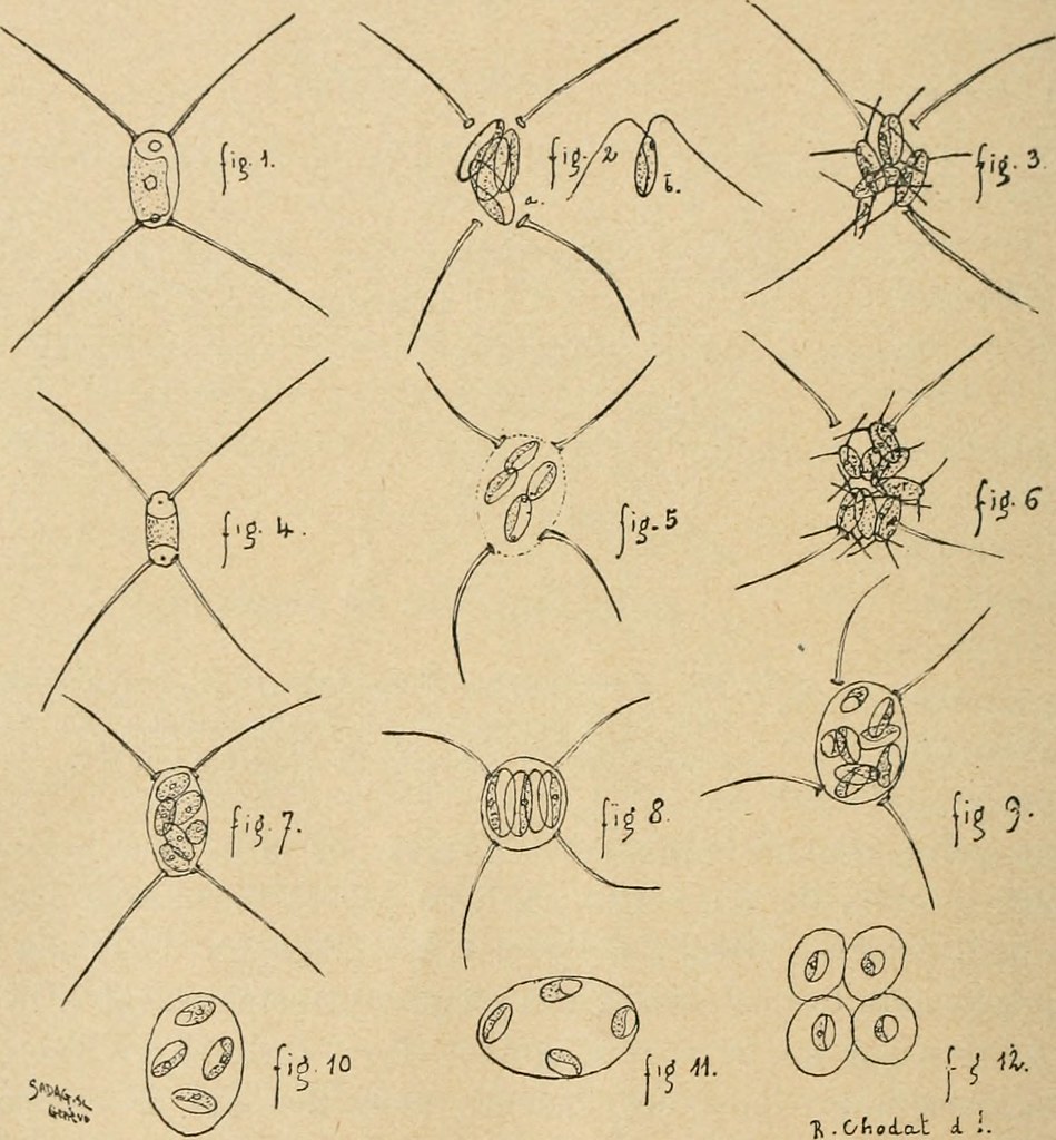 Image from page 409 of 