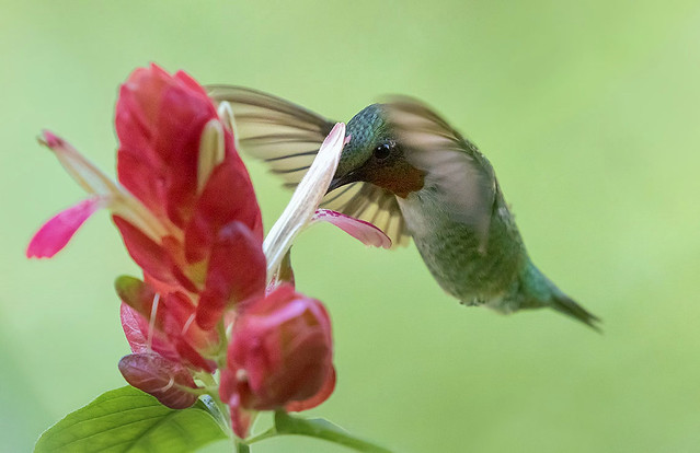 Christmas Hummingbird. Colibri de Navidad. Ruby Throated Hummingbird -Colibri Garganta Rubi - (Archilochus colubris) in flight nectaring on Shrimp Flowers, Fairchild Tropical Botanic Garden.
