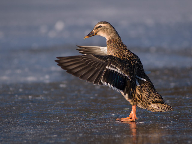 Female Mallard wing-flapping (on ice !!)