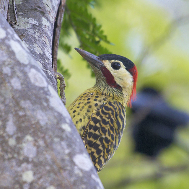 Pica-pau-verde-barrado (Green-barred woodpecker)