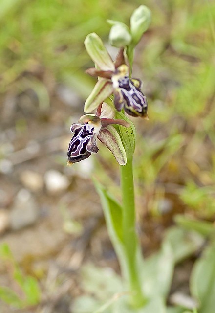 Ophrys ariadnae  (O. cretica sps ariadnae)