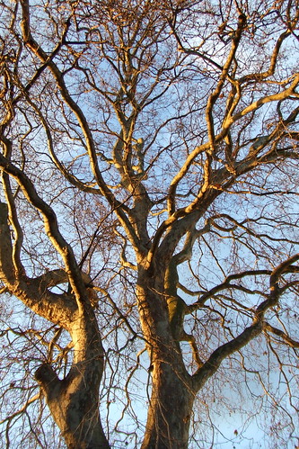 Sunlit winter tree, Goldsmiths