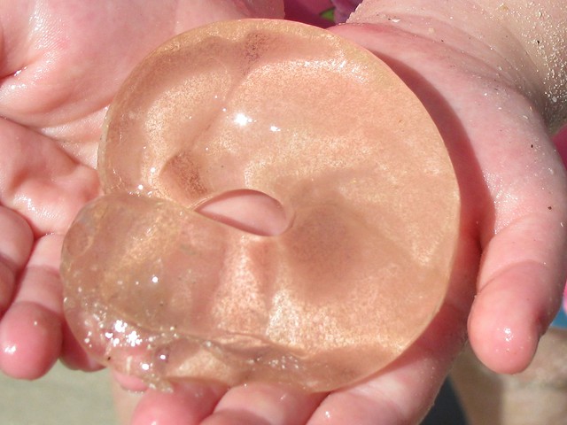 Conuber sordidus (Leaden Sand Snail) egg-mass