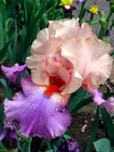 Bearded Iris | by lilac lover