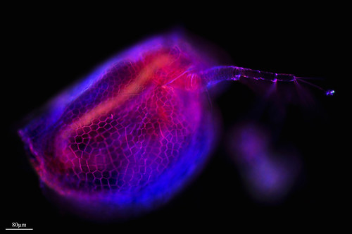 ALMA DE BIODIVERSIDAD VIRTUAL: A ROSA ANGULO by PROYECTO AGUA** /** WATER PROJECT
