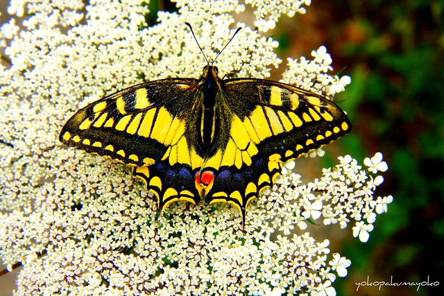 MACAONE..Papilio machaon-Farfalle di Sardegna