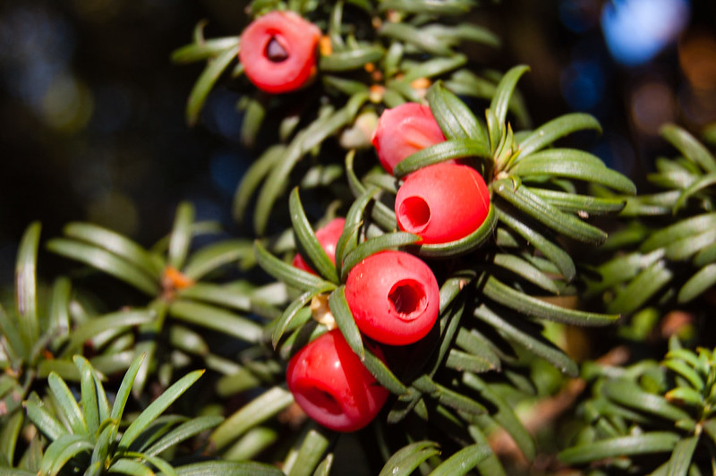 Yew berries