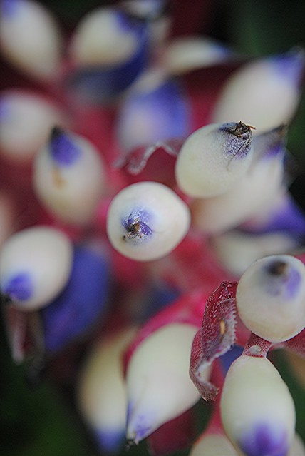 Blue and white buds on rosy stems of Aechmea woronowii