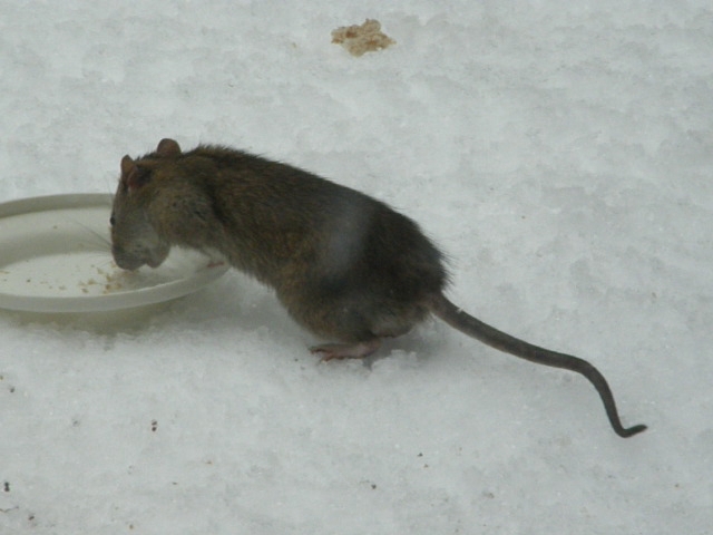 Rattus norvegicus (Brown Rat / Bruine rat) - movie