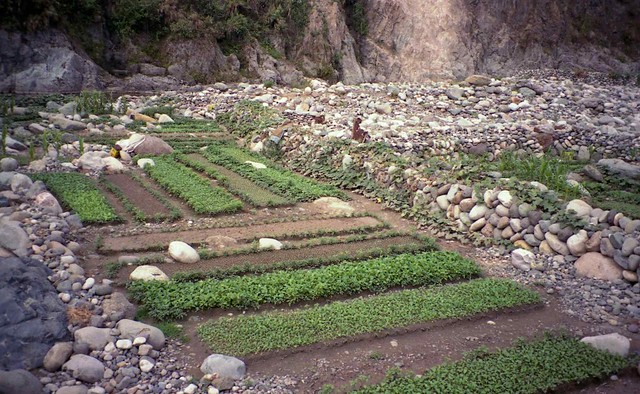 Vegetable gardens in river bed; near Bontoc, Mountain Province, Northern Luzon, Philippines
