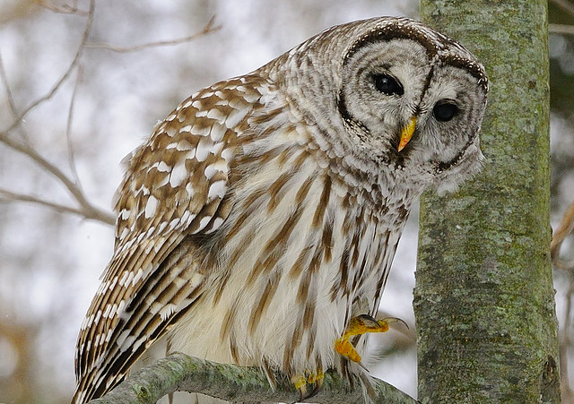 Barred Owl ...  Preparing for takeoff