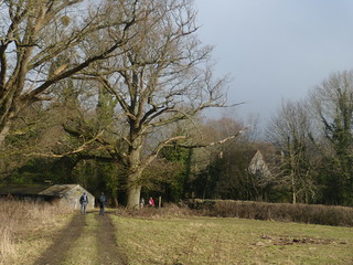 Big trees with Shulbrede Priory Liphook to Haslemere