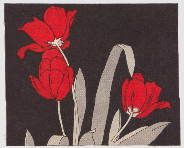red tulips ill by C. Sprague