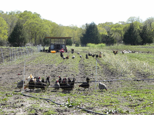 marketday farmtour centraltexas nearbrenham homesweetfarm curiouschickens