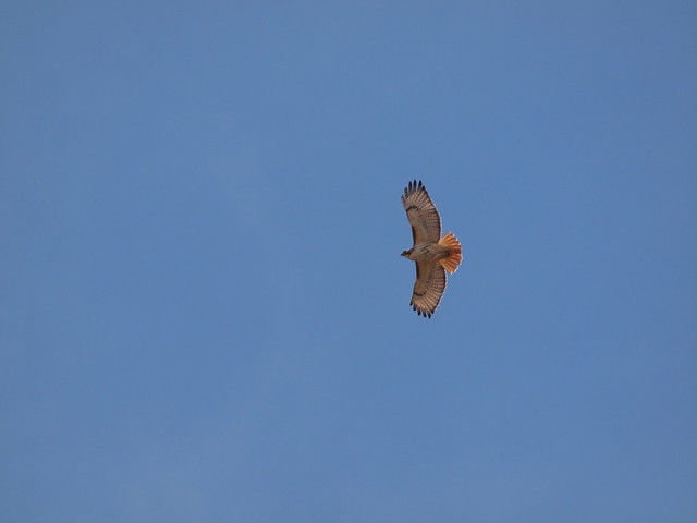 Flying Red Tailed Hawk in Caledon, Ontario