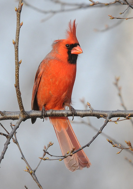 2010 Northern Cardinal 13