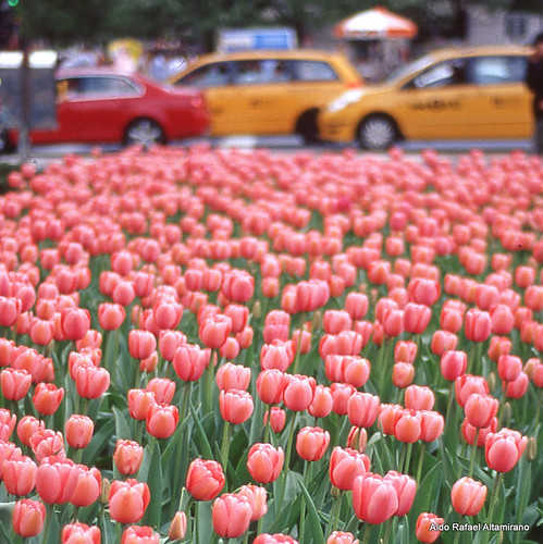 city nyc flowers ny newyork flower color colour colors 35mm photo colours tulips kodak manhattan nikonf100 tulip epson v600 ektachrome e100vs perfection epsonv600 aldorafaelaltamirano rafaelaltamirano aldoraltamirano