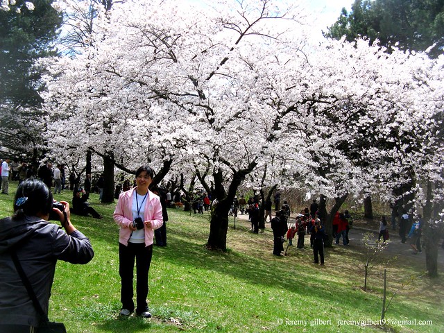 High Park cherry blossoms 2010 2