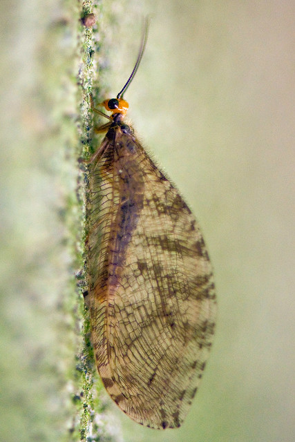 Genus: Osmylus (An Antlion-like Insect)