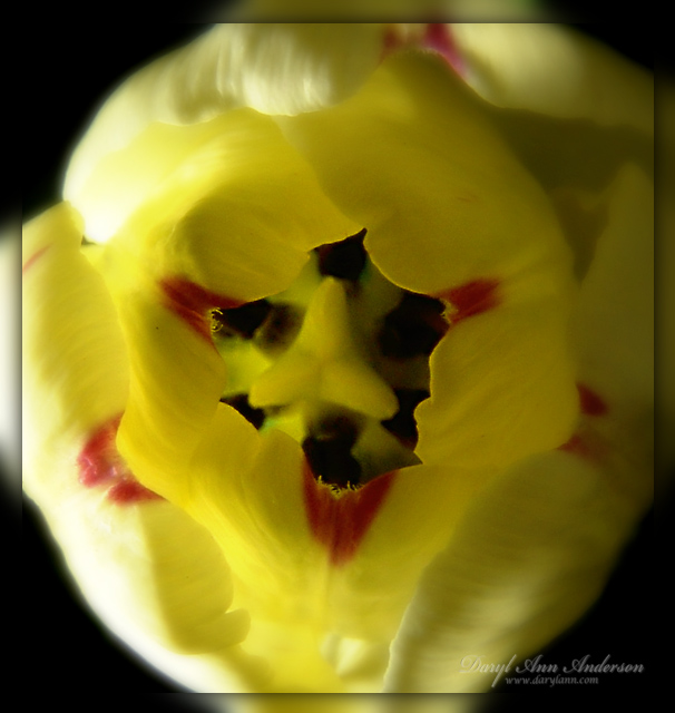 Wonderland Inside a Tulip 093