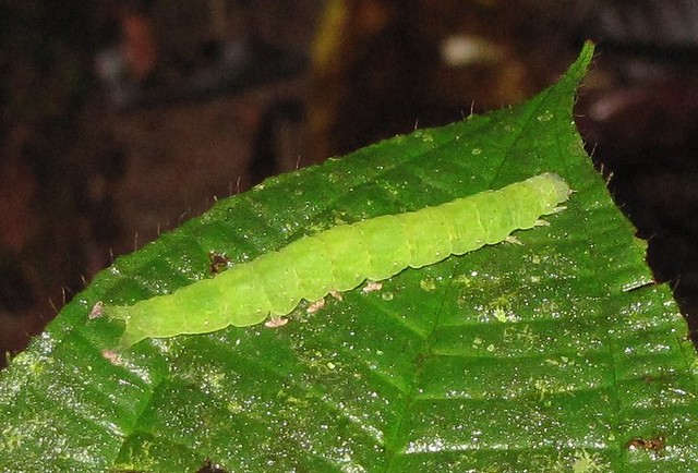 Unidentified Caterpillar 50