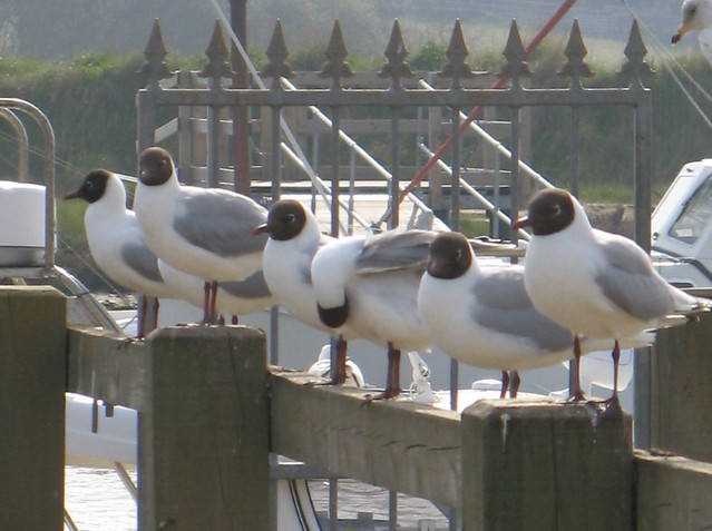 Southwold gulls
