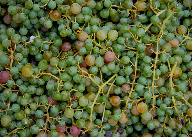 Wine Harvest on the Greek island of Crete