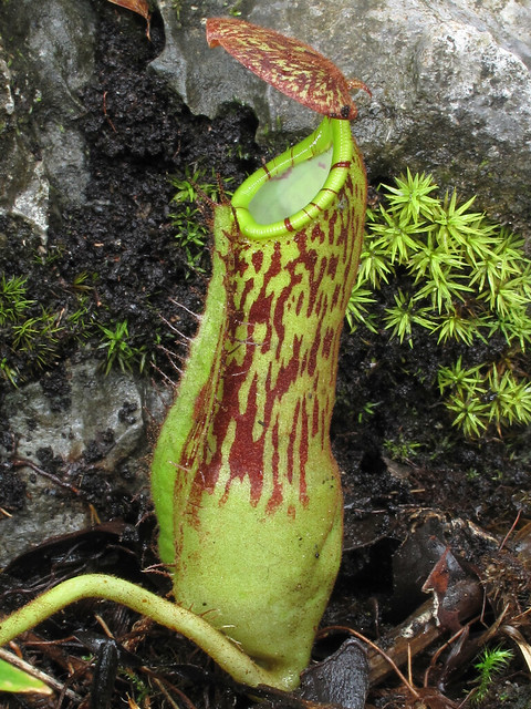 Nepenthes faizaliana, Lower Pitcher, Pinnacles Trail, Gunung Api, Gunung Mulu National Park, Sarawak, Malaysia 1