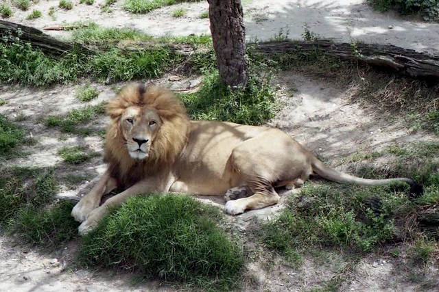 Male Lion (1998)