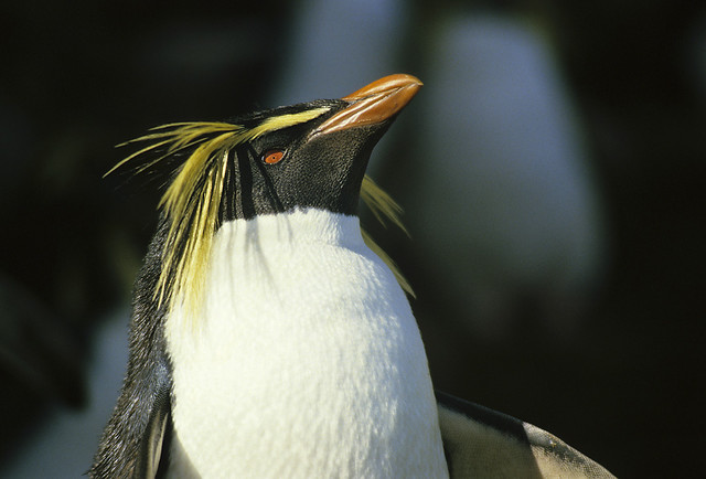 Gorfou Sauteur (Iles St Paul et Amsterdam - Nature)