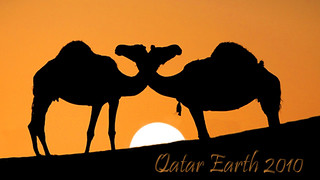 Hug camels at the time of sunset By Qatar Earth