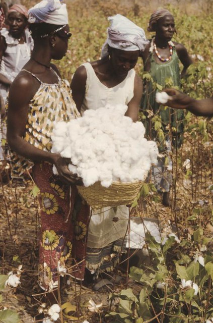 Récolte du coton. Nord Côte d'ivoire