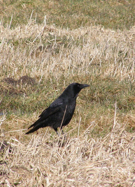 Corvus corone (Carrion Crow / Zwarte kraai)