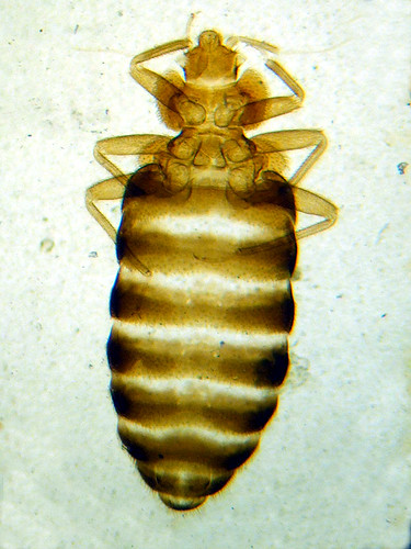 Bedbug (Cimex)