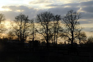 Bäume im Gegenlicht der Abendsonne Messingen