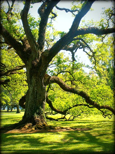 tree green oak louisiana oldtree oaktree oakalley oakalleyplantation 70090 vacheriela