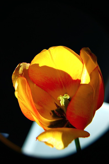 Pollinating Tulip