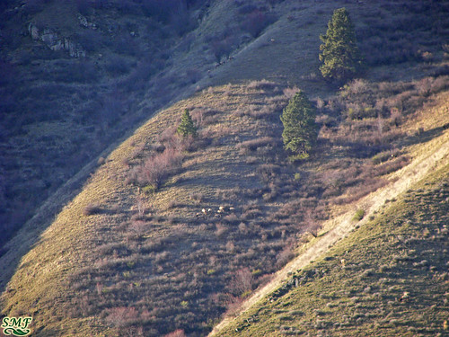 sunrise hills elk grazing