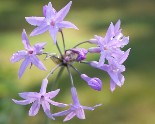 flower nature landscape bloom 550d